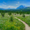14 Places to Go For a Wildflower Walk in Alberta