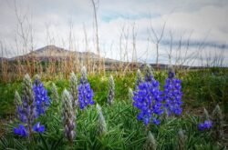 Wildflowers & Wilderness: Explore Horseshoe Basin of Waterton Lakes National Park