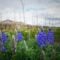 Wildflowers & Wilderness: Explore Horseshoe Basin of Waterton Lakes National Park