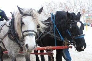 Places to Enjoy Wagon/Sleigh Rides this Winter in Edmonton