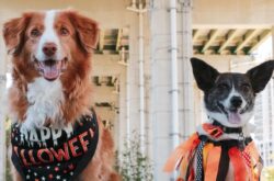 Howl'oween at The Bentway