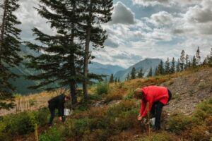 Huckleberry Fest 2026: Take a Scenic Chairlift Ride to Pick Huckleberries at This Alberta Ski Resort