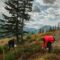 Huckleberry Fest 2026: Take a Scenic Chairlift Ride to Pick Huckleberries at This Alberta Ski Resort