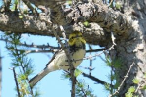 Birding Festivals to Celebrate Spring Migration in Ontario