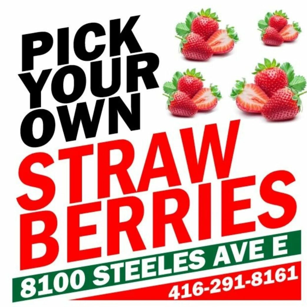 U Pick Strawberry