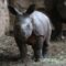 Zoos and Petting Zoos in Greater Toronto Area