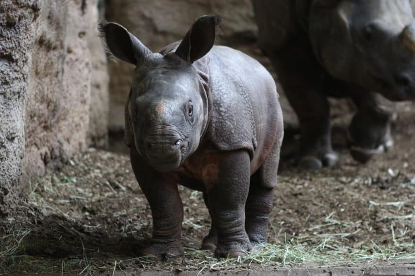 Zoos and Petting Zoos in Greater Toronto Area