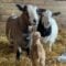 20+ Things to Do This in April on PEI - 2026