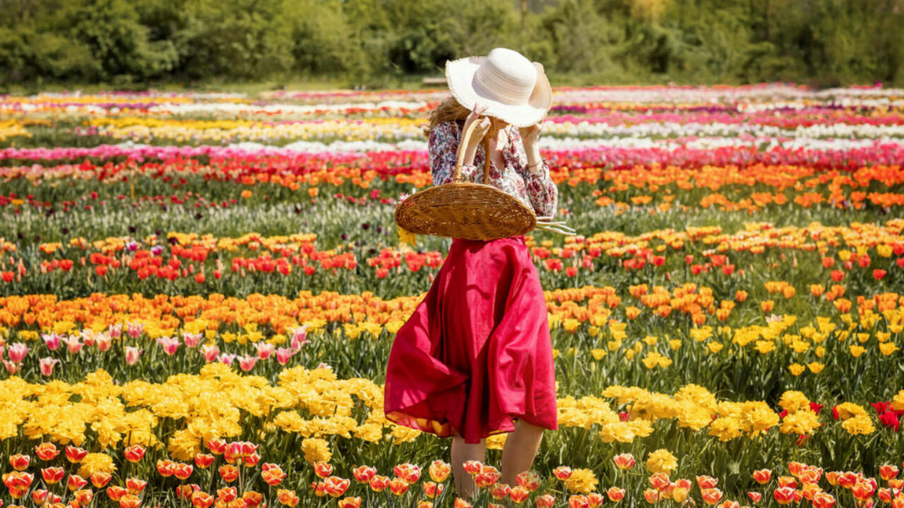 JP Niagara Tulip Farm: Where Dutch Tulip Fields Meet Canadian Charm
