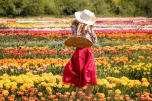 JP Niagara Tulip Farm: Where Dutch Tulip Fields Meet Canadian Charm