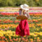 JP Niagara Tulip Farm: Where Dutch Tulip Fields Meet Canadian Charm