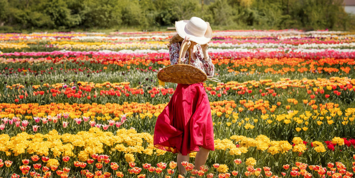 JP Niagara Tulip Farm Where Dutch Tulip Fields Meet Canadian Charm
