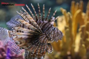 Jewel Gallery, Ripley’s Aquarium of Canada