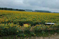 Nature, Nurture, and Charity: 16 Acre Sunflower Walk at Kadylack Farm in Perth County