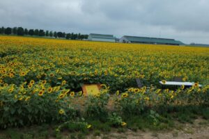 Nature, Nurture, and Charity: 16 Acre Sunflower Walk at Kadylack Farm in Perth County
