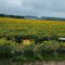 Nature, Nurture, and Charity: 16 Acre Sunflower Walk at Kadylack Farm in Perth County