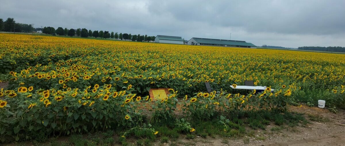 Nature, Nurture, and Charity 16 Acre Sunflower Walk at Kadylack Farm