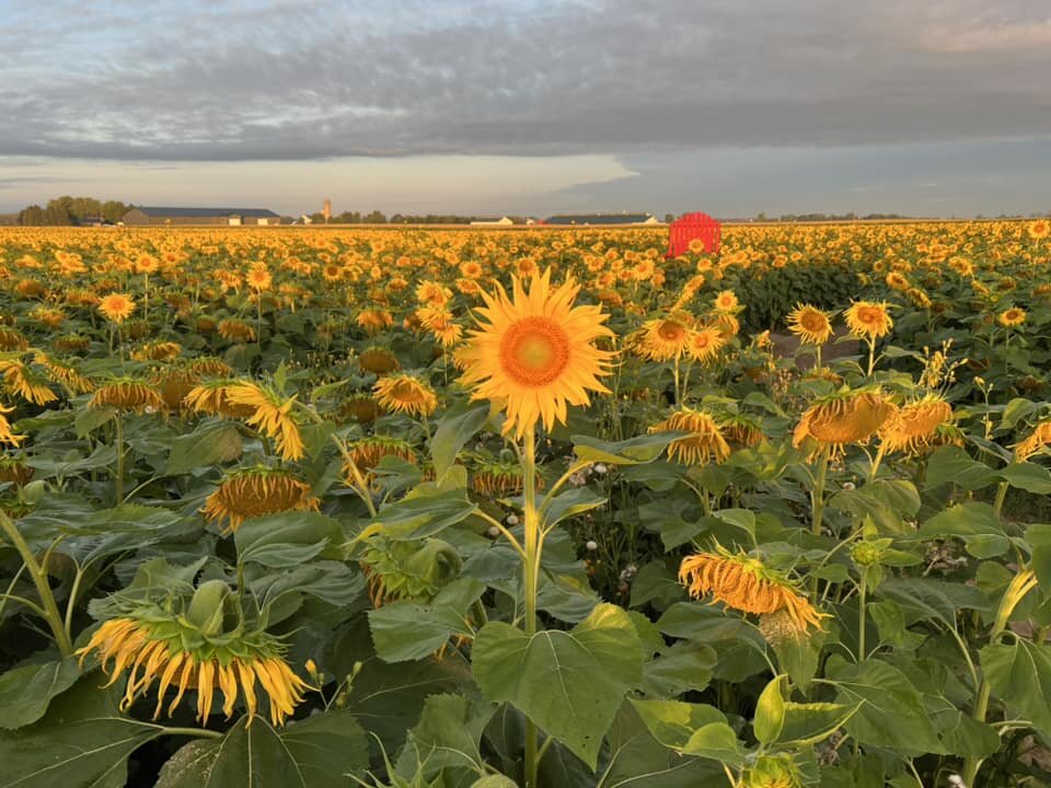 Kadylack Farm Sunflower Walk