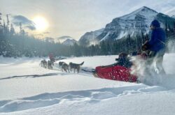 Dash Across the Continental Divide Near Lake Louise With Kingmik Dog Sled Tours