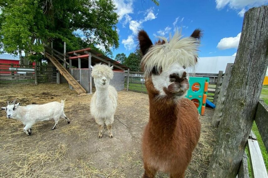 Korny Korners Adventure Farm &amp; Pumpkin Fest | Korny Korners Farm, 6193 Blackwell Sd Rd Sarnia