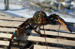 Nova Scotia's Lucy the Lobster Predicts Early Spring