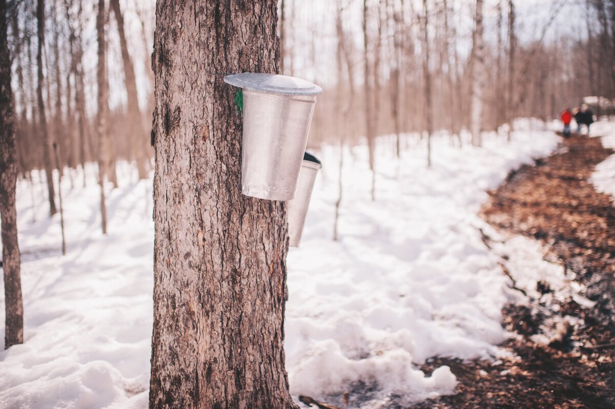 maple syrup farm near me