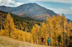 Fall Adventures: Ride Lake Louise Gondola For Golden Larch Hikes and Grizzly Bear Sightings