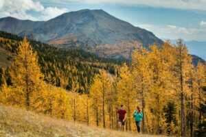 Fall Adventures: Ride Lake Louise Gondola For Golden Larch Hikes and Grizzly Bear Sightings