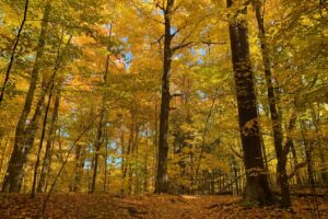 Thornton Bales Conservation Area: 99 Steps to a Fabulous Ravine Lookout in Greater Toronto Area