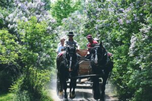 Franktown Lilac Festival: Take a Wagon Ride Through Lanes Filled With Fragrant Lilacs Near Ottawa