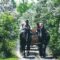 Franktown Lilac Festival: Take a Wagon Ride Through Lanes Filled With Fragrant Lilacs Near Ottawa