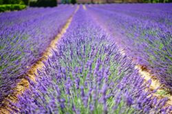 Nova Scotia's Seafoam Lavender Gardens: Unwind and Pick Your Own Bouquet at This Lavender Farm