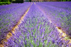 Nova Scotia's Seafoam Lavender Gardens: Unwind and Pick Your Own Bouquet at This Lavender Farm