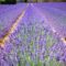 Nova Scotia's Seafoam Lavender Gardens: Unwind and Pick Your Own Bouquet at This Lavender Farm