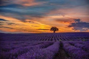 Lavender Farms in Ontario for a Day Trip