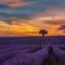 Lavender Farms in Ontario For a Day Trip