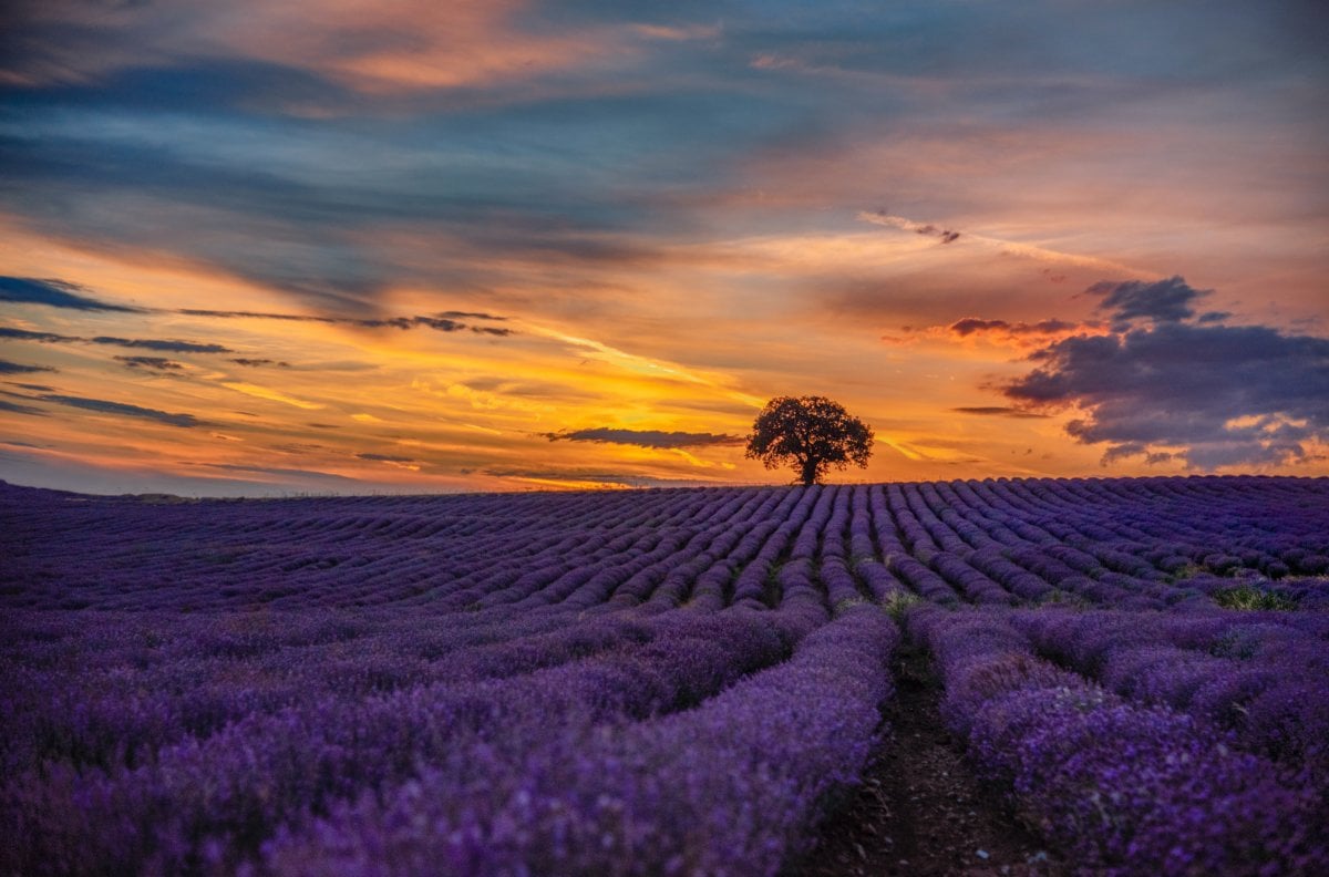 Lavender Sachet - Small - Hope Hill Lavender Farm