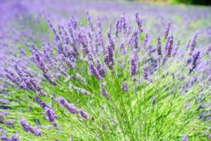 Lavender Festivals in Ontario - 2025