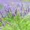 Lavender Festivals in Ontario - 2026