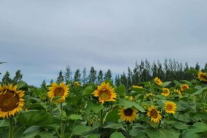 Lethbridge in Summer: Outdoor Fun, Festivals & Activities