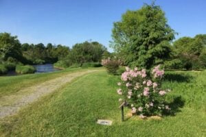 Lilac Road Trip - A Day Trip from Toronto