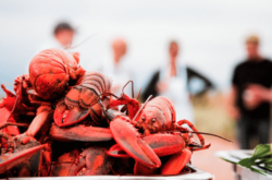 Festivals in PEI