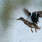 Birding Locations In and Around Edmonton