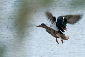 Birding Locations In and Around Edmonton