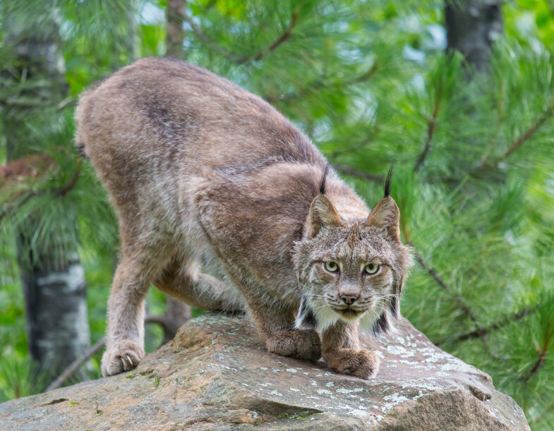 Canada Day at the Edmonton Valley Zoo