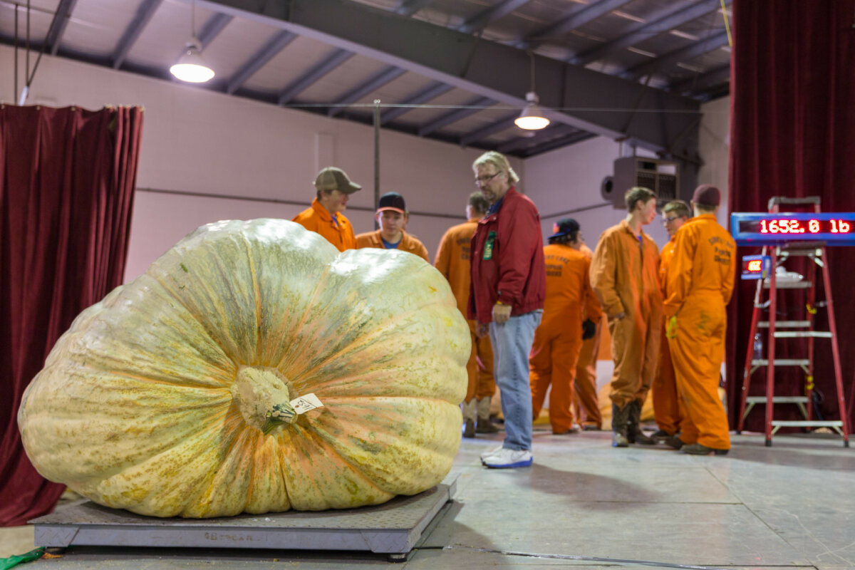 Giant Pumpkin Smash Visit Smoky Lake This Thanksgiving Weekend For