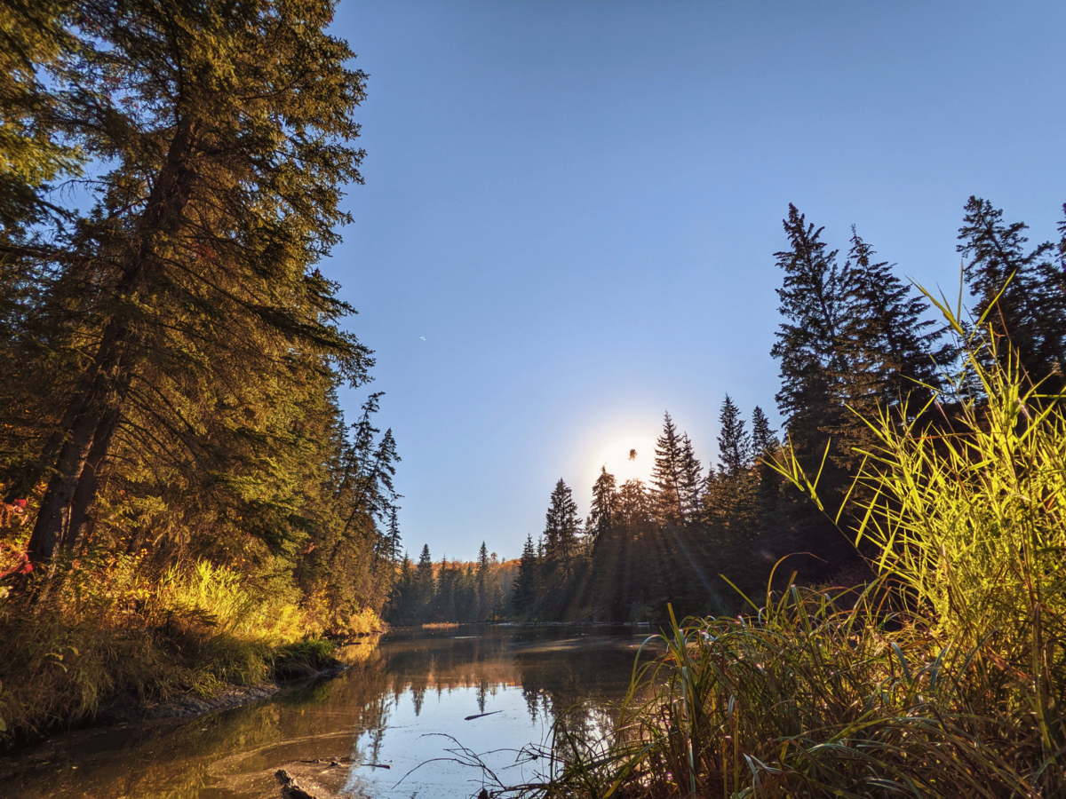 Fall Colour Walk Edmonton’s MacTaggart/Larch Sanctuary in Whitemud Ravine