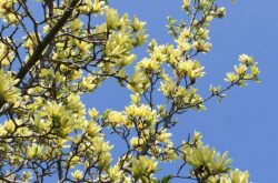 20+ Walks to Enjoy Spring in Toronto and GTA