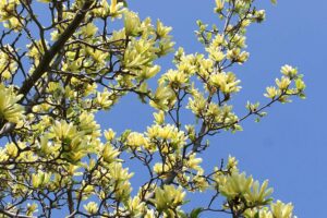 20+ Walks to Enjoy Spring in Toronto and GTA