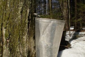 Sugar Bushes in Prince Edward Island